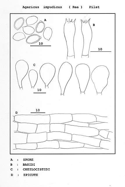 Agaricus impudicus   (Rea)  Pilát
